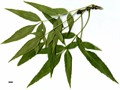 SpeciesSub: subsp. syriaca SpeciesSub: subsp. syriaca